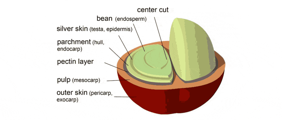cutaway view of a coffee cherry 