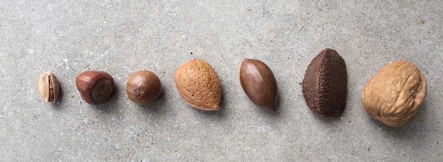 Seven "nuts" but only the acorn and pecan are true nuts