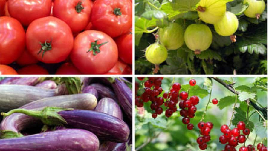 Tomatoes, eggplants, currents are all true berries