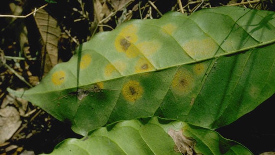 Coffee Leaf with coffee leaf rust (Hemileia_vastatrix)