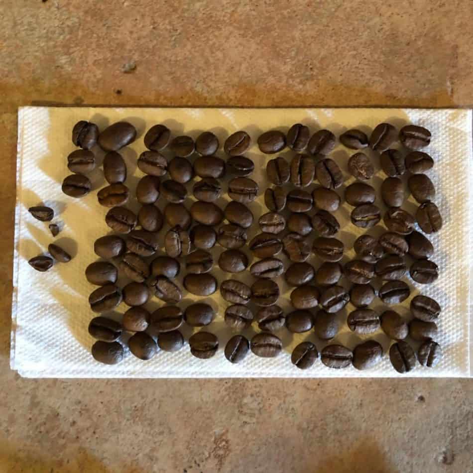coffee beans in rows